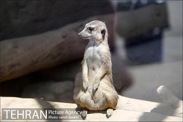 باغ وحش ارم 13