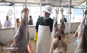 مرکز عرضه دام بهداشتی به مناسبت عید قربان 11