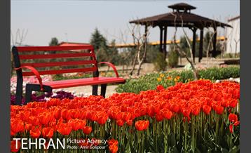 باغ گل لاله های ایرانی در بوستان آبشار تهران‎ 5