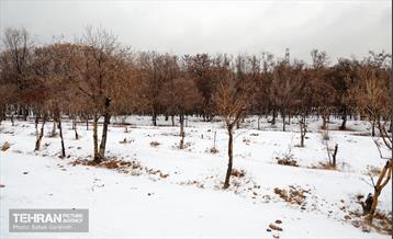 روز برفی در بوستان جنگلی سرخه‌حصار 12