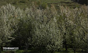 دومین جشنواره شکوفه‌های گیلاس 20