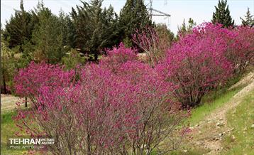 بهار ارغوانی 10