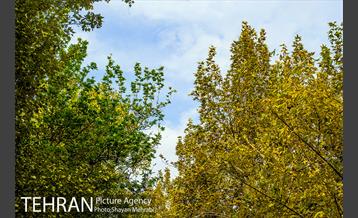 پاییز بوستان لاله 4