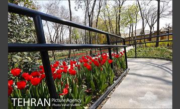 رویش گل های لاله در باغ ایرانی 21