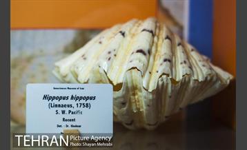 موزه علوم زمین 16