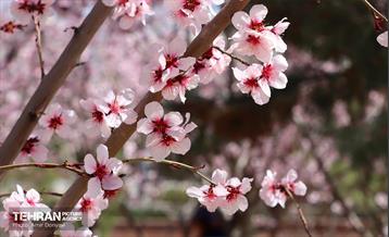 شکوفه‌های بهاری در بوستان سمن‌ها 30