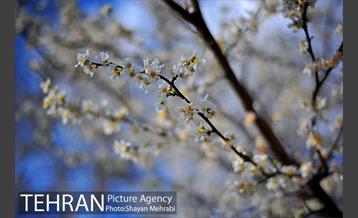 رویش گل های لاله در پارک ملت 7