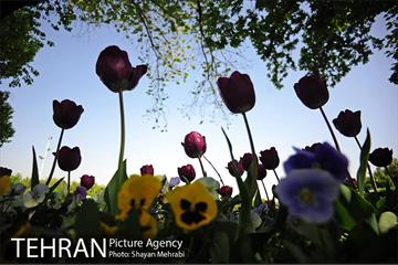 رویش گل های لاله در بوستان لاله 13