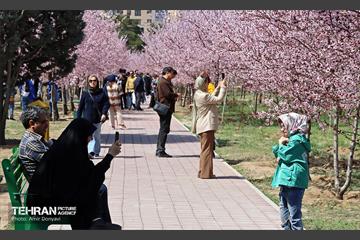 شکوفه‌های بهاری در بوستان سمن‌ها 7