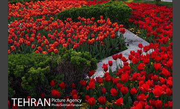 رویش گل های لاله در بوستان گفتگو 5