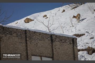 حیات وحش تهران  42
