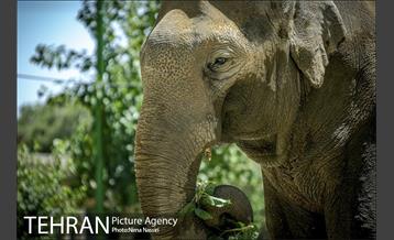 زندگی در قفس 3