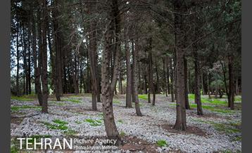 باغ گیاه‌شناسی ملی ایران 16