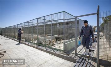 مهربانی با سگ های بدون صاحب 29