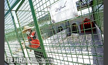 نقاهتگاه سگ های بدون صاحب واقع در آراد کوه 15