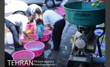 بازار میوه تربار مرکزی 32