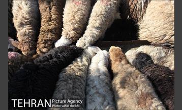 بازار فروش دام در محله طرشت به مناسبت عید قربان 15