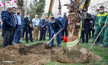 کاشت نخل های کهنسال به یاد شهدا در منطقه ۱۳