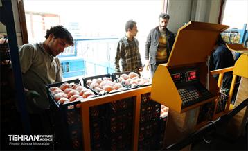 توزیع میوه شب عید قیمت تنظیم بازار در میادین و بازارهای میوه و تره‌بار 12