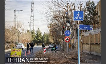 آغاز فصل هرس درختان- 3