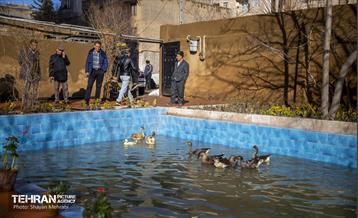 باغ گلاریس 13