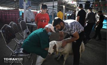 بازدید از مرکز عرضه بهداشتی دام ویژه عید قربان 62