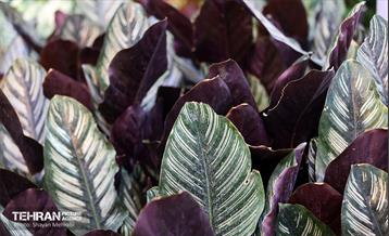 بیستمین نمایشگاه بین‌المللی گل و گیاه 10