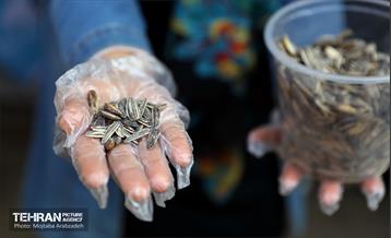 جشنواره انار «صد دانه یاقوت» 30