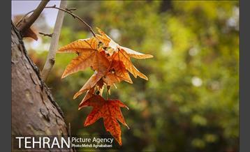 سمفونی برگ های پاییزی 20