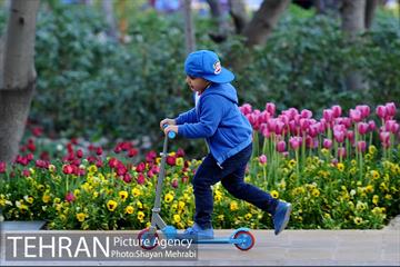رویش گل های لاله در باغ ایرانی 52
