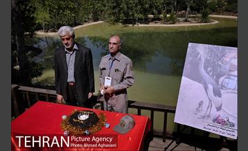 جشن تولد جوجه درنای تاج خاکستری آفریقایی 1