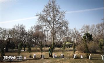 سنت حسنه درختکاری، یادبود شهدای منطقه6