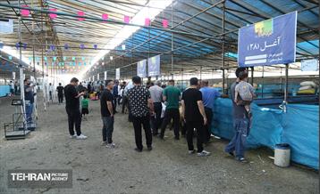 عرضه دام زنده بهداشتی ویژه روز عرفه و عید قربان 2