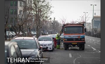 آغاز فصل هرس درختان- 2