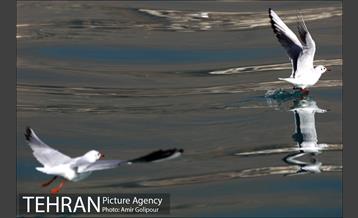 دریاچه شهدای خلیج فارس میزبان کاکاهای مهاجر 8