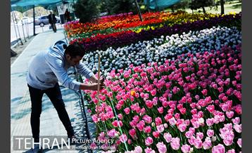 پیاده راه لاله مادران 15