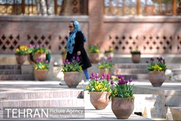 رویش گل های لاله در باغ ایرانی 3