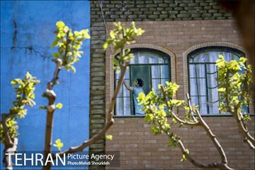 رنگ و بوی بهاری در خیابان های منطقه 7