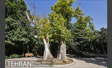 بوستان قیطریه 15