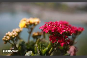 هوای بهاری منطقه 5 11