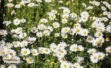 بازار گل شهید محلاتی در آخرین روزهاى سال 5