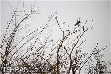 پارک ملت در یک روز زمستانی 16