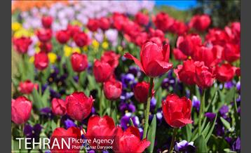 رویش لاله ها در پارک شهر 9