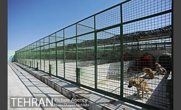 نقاهتگاه سگ های بدون صاحب واقع در آراد کوه 27