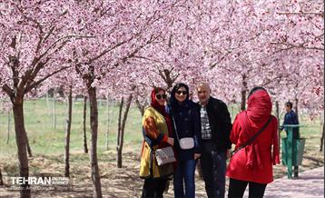 شکوفه‌های بهاری در بوستان سمن‌ها 13