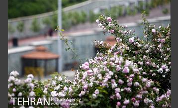 بوستان نهج البلاغه در یک روز بارانی 8