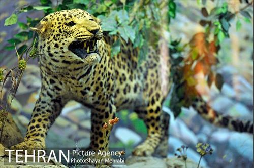 موزه حیات وحش هفت چنار 33