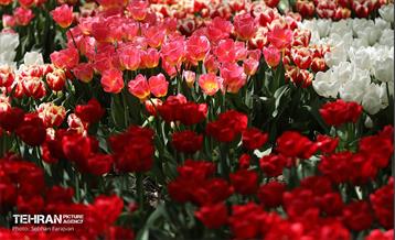 باغ ایرانی میزبان لاله‌ها 26