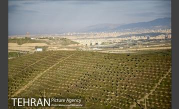 بازدید از پروژه جنگل کاری 1250 هکتاری 6