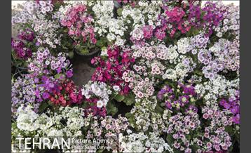 بازار گل شهید محلاتی 17